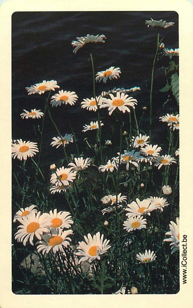 Single Swap Playing Cards Flower Marguerite (PS24-17H)