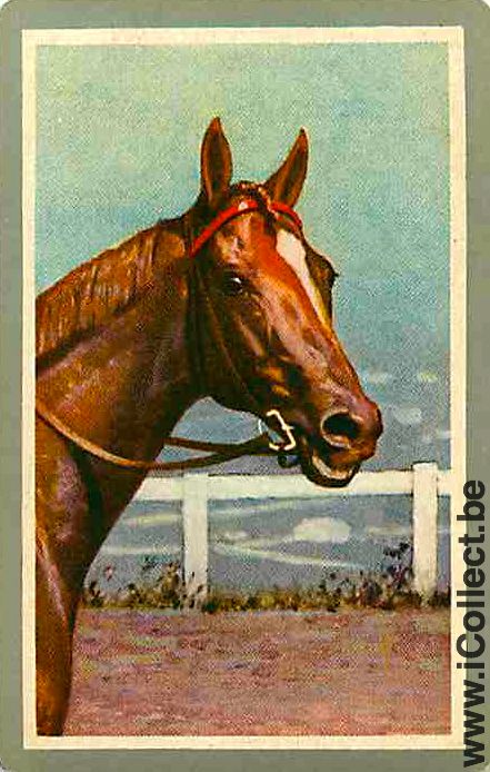 Single Playing Cards Horse Head to Right (PS04-56I)