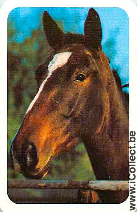 Single Swap Playing Cards Horse Head to Left (PS05-18A)