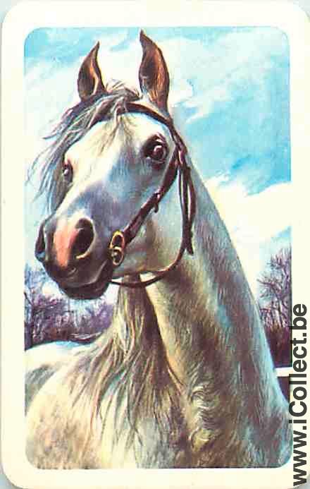Single Horse Playing Cards Horse Blank Head (PS13-16I)