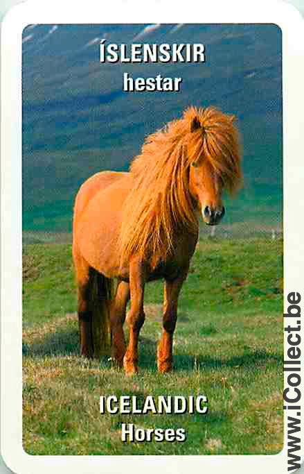 Single Swap Playing Cards Horse Islenskir Herstar (PS05-30I)
