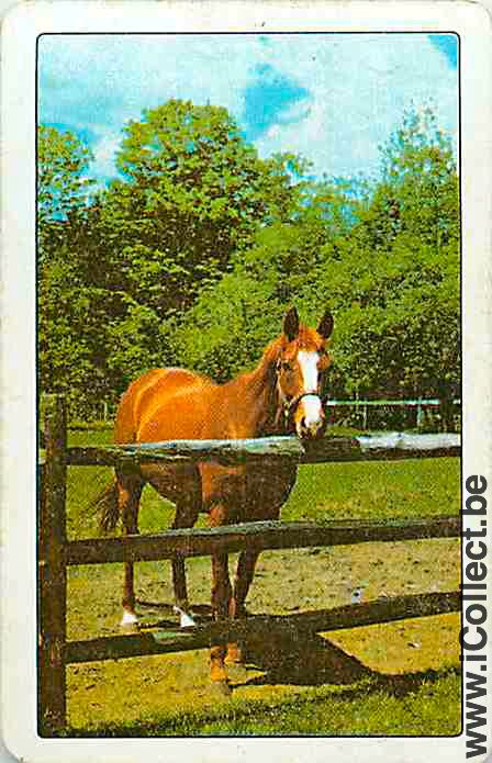 Single Swap Playing Cards Horse Single (PS09-19H)