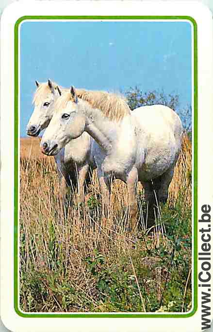 Single Swap Playing Cards Horse Two Horses (PS05-33H) - Click Image to Close