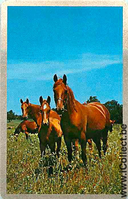 Single Horse Four Horses and more (PS05-35E)